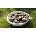 Getrockneter Shiitake-Pilz (Glatte Kappe)